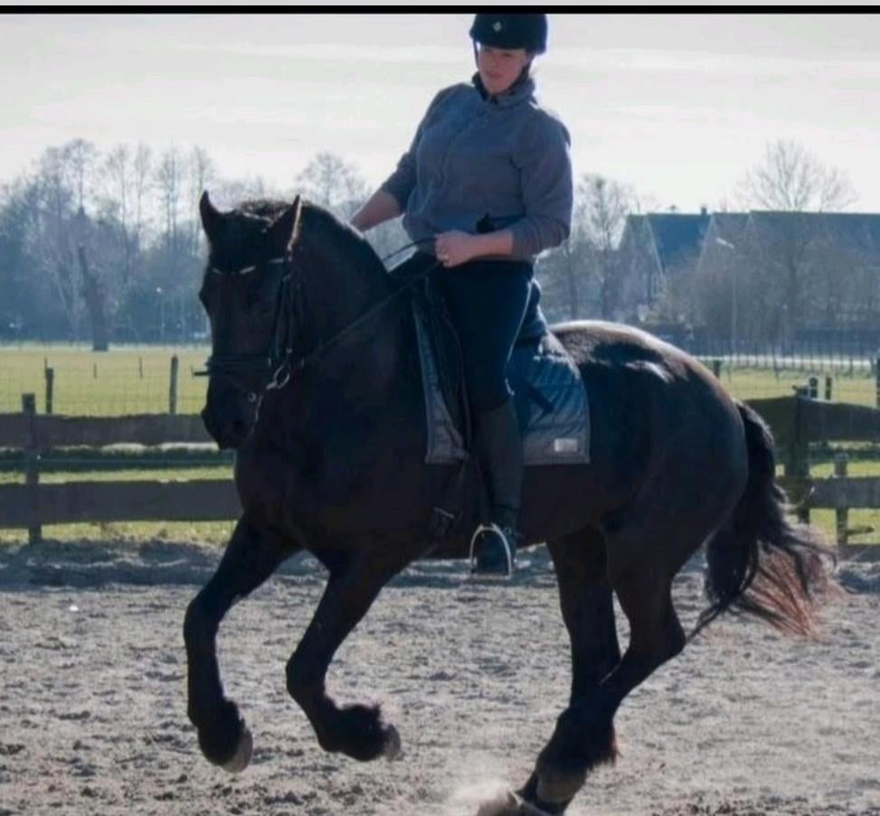 Paardrijles dressuur instructeur les paardrijden paard pony, Ophalen, Nieuw