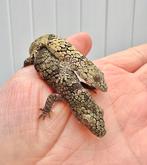 Eurydactylodes occidentalis 1.1 cb24, Dieren en Toebehoren, Reptielen en Amfibieën, Hagedis