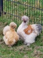 Usa zijdehoen hen+haan, Dieren en Toebehoren, Meerdere dieren, Kip