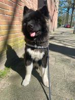 Amerikaanse akita teef, Dieren en Toebehoren, België, Particulier, Teef, Poolhond
