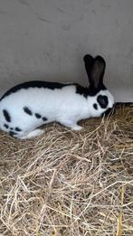 Groot lotharinger, Mannelijk, Groot