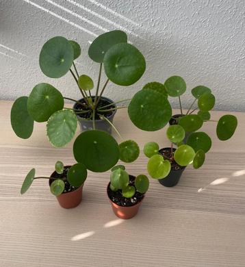 Pilea ‘Mojito’ stekjes (Beschikbaar: 5) beschikbaar voor biedingen
