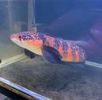 Channa Marulioides Red Barito, Dieren en Toebehoren, Vis