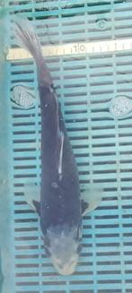 Koi 34cm, Karper of Koi