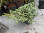 Conifeer Abies koreana ‘ Blue Emperor’ te koop, Ophalen, Bloeit niet, Overige soorten, Halfschaduw