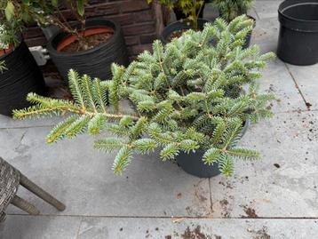 Conifeer Abies koreana ‘ Blue Emperor’ te koop beschikbaar voor biedingen