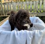 Toy Poedel, Dieren en Toebehoren, Honden | Chihuahua's en Gezelschapshonden, Poedel, Parvo, 8 tot 15 weken, Meerdere