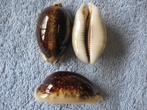 Schelpen: Cypraea eglantina f. niger R gem 45-59mm+, Verzenden, Schelp(en)