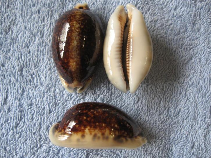 Schelpen: Cypraea eglantina f. niger R gem 45-59mm+, Verzamelen, Mineralen en Fossielen, Schelp(en), Verzenden