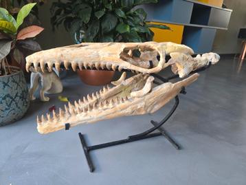 Mosasaurus schedel beschikbaar voor biedingen