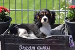 Cavalier King Charles spaniel pups 🌸🐾💝, Rabiës (hondsdolheid), Meerdere, 8 tot 15 weken, Meerdere dieren