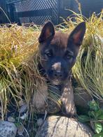 Mechelse herder x akita inu pups, Dieren en Toebehoren, Meerdere, Meerdere dieren, Herder, Nederland