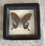 vlinder nr 11 - papilio paris hermosanus, Ophalen of Verzenden, Zo goed als nieuw