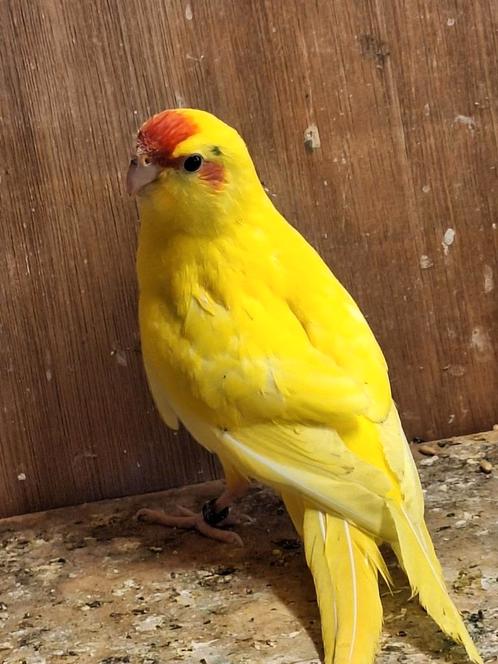 2 mooie jonge kakarikie poppen, Dieren en Toebehoren, Vogels | Parkieten en Papegaaien, Parkiet, Meerdere dieren, Geringd