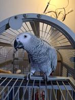 Grijze roodstaart, Dieren en Toebehoren, Vrouwelijk, Papegaai, Pratend