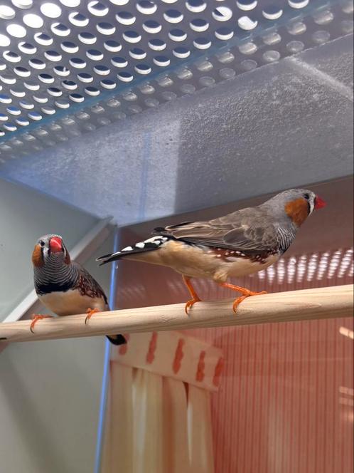 Zebravinken man, Dieren en Toebehoren, Vogels | Overige Vogels, Tropenvogel, Mannelijk, Geringd