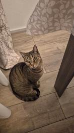Odin zoekt een nieuw baasje, Dieren en Toebehoren, Katten en Kittens | Raskatten | Korthaar, Kater, Ingeënt