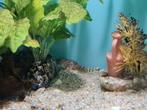 L400, algeneter, Hypancistrus sp. L400 pleco, Dieren en Toebehoren, Vis, Zoetwatervis