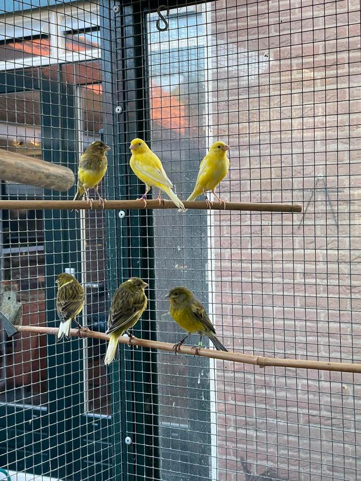 Kanaries Timbrado Raza Espagnola, Dieren en Toebehoren, Vogels | Parkieten en Papegaaien, Parkiet, Mannelijk