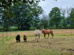 Verzorgpony 's aangeboden, Dieren en Toebehoren, Ophalen, Nieuw