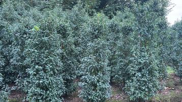 Portugese laurier 175-200 cm kluit vol beschikbaar voor biedingen