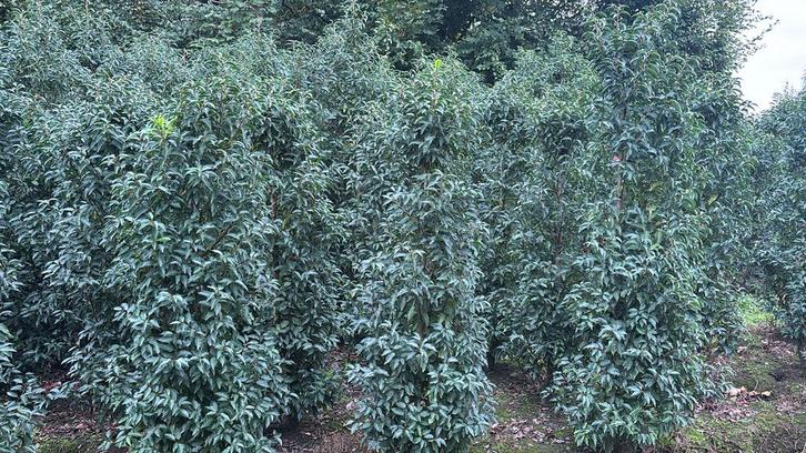 Portugese laurier 175-200 cm kluit vol, Tuin en Terras, Planten | Struiken en Hagen, Laurier, 100 tot 250 cm, Ophalen