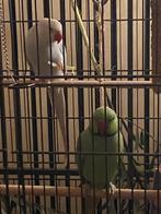 Halsbandparkieten, Dieren en Toebehoren, Meerdere dieren, Parkiet, Geringd