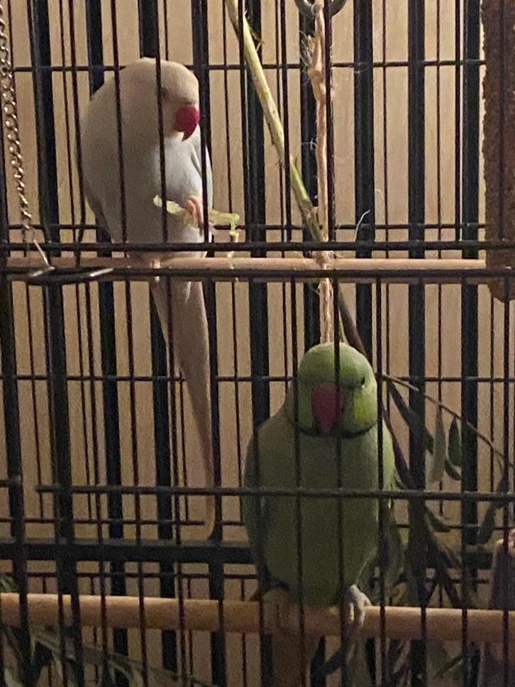 Halsbandparkieten, Dieren en Toebehoren, Vogels | Parkieten en Papegaaien, Parkiet, Meerdere dieren, Geringd