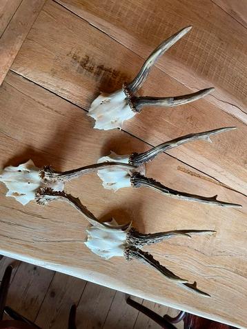 Gewei,reegeweien,decoratie, reebok beschikbaar voor biedingen