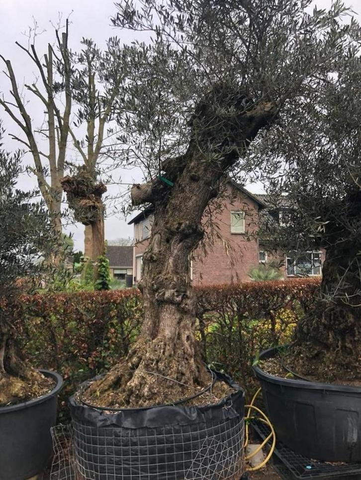 ️️❗️Actie️️️️️️❗️ Tekoop olijfboom Olea europea, Tuin en Terras, Planten | Bomen, Olijfboom, 400 cm of meer, Volle zon, Zomer