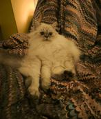 Jonge Kat, Pers (Dollface/Trad), Poes, Gesteriliseerd, ~1y, Poes, Gechipt, 0 tot 2 jaar