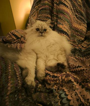 Jonge Kat, Pers (Dollface/Trad), Poes, Gesteriliseerd, ~1y beschikbaar voor biedingen
