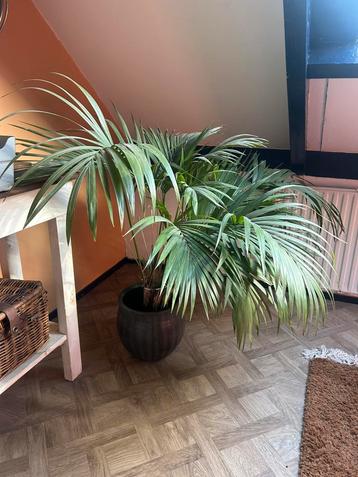 Grote plant palm evt inclusief pot beschikbaar voor biedingen