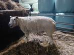 Te koop, Beste Fokram., Mannelijk, Schaap