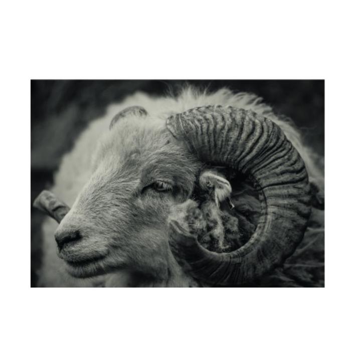 tuinposter muurdecoratie voor de tuinmuur of schutting, Tuin en Terras, Tuinwanddecoratie, Nieuw, Ophalen of Verzenden