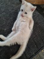 Mooie spierwitte kitten, Dieren en Toebehoren, Katten en Kittens | Overige Katten, Kater