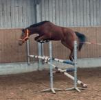 Fijne bijna 4 jarige goed gefokt spring/allround paard, Dieren en Toebehoren, Paarden, Springpaard, Ruin, 3 tot 6 jaar, Onbeleerd