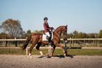 Nesquik – 7-jarige talentvolle KWPN ruin (v. Fabuleus x Wald, Gechipt, Ruin, M, Dressuurpaard