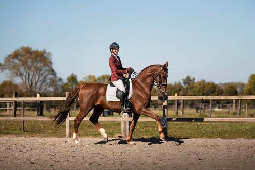 Nesquik – 7-jarige talentvolle KWPN ruin (v. Fabuleus x Wald, Dieren en Toebehoren, Paarden, Ruin, M, 160 tot 165 cm, 7 tot 10 jaar