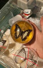 Kerstbal met echte vlinder, Ophalen of Verzenden, Nieuw