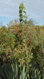 hazelnoot, lijsterbes, etc. bomen, Tuin en Terras, Planten | Bomen, In pot, Ophalen