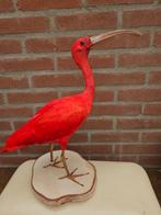 Opgezette grote zeer mooie rode ibis, Ophalen of Verzenden, Nieuw, Vogel, Opgezet dier