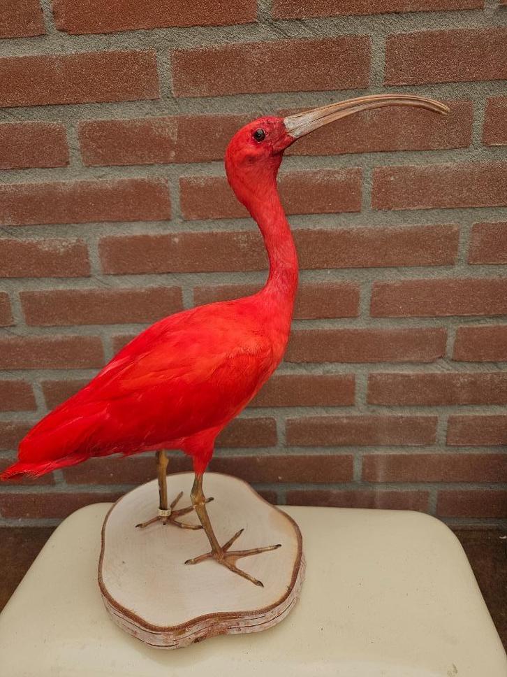 Opgezette grote zeer mooie rode ibis, Verzamelen, Dierenverzamelingen, Nieuw, Opgezet dier, Vogel, Ophalen of Verzenden
