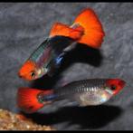 Kweekgroep red tuxedo koi guppy ´s, Dieren en Toebehoren, Vis, Zoetwatervis, Schoolvis