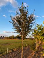 Betula pubescens zachte berk 3,5m hoog, Tuin en Terras, Planten | Bomen, Ophalen, 250 tot 400 cm