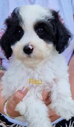 Leuke boomer pups, Dieren en Toebehoren, Nederland, CDV (hondenziekte), 8 tot 15 weken, Meerdere
