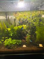 Endler guppen/ babies te koop, Vis, Zoetwatervis, Schoolvis