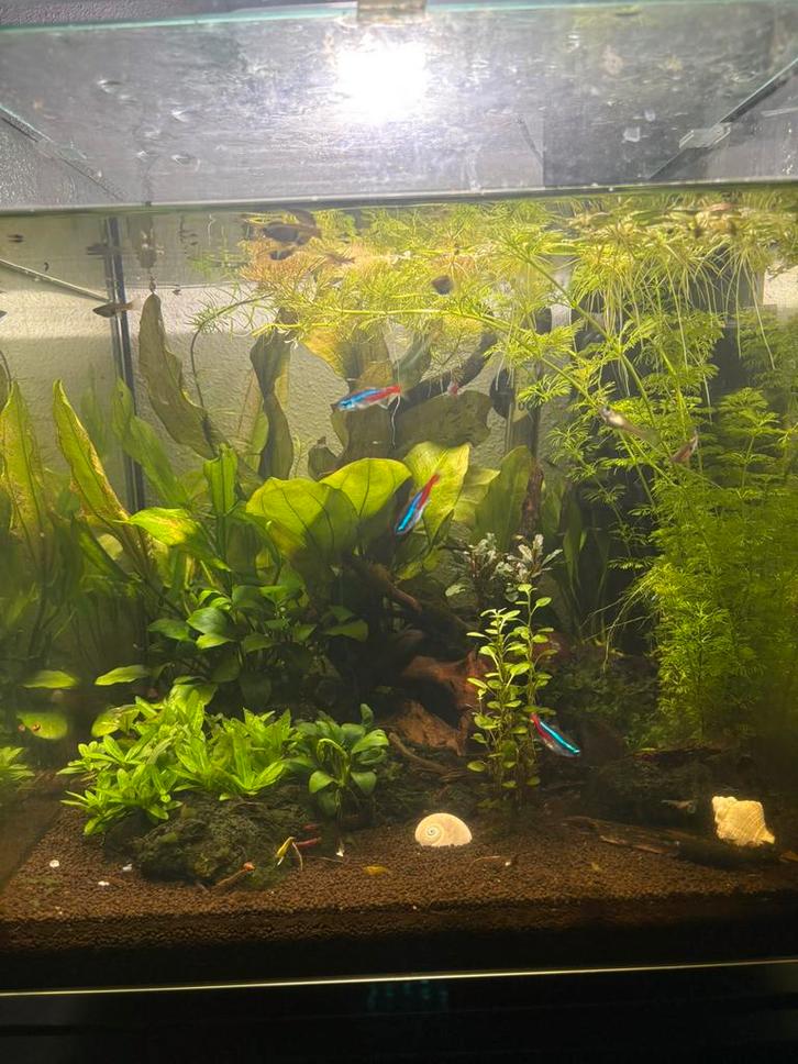 Endler guppen/ babies te koop, Dieren en Toebehoren, Vissen | Aquariumvissen, Zoetwatervis, Vis, Schoolvis