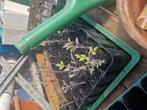 Gratis tomaat komkommer planten, Ophalen