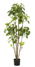 polyscias 160cm, Ophalen of Verzenden, Nieuw